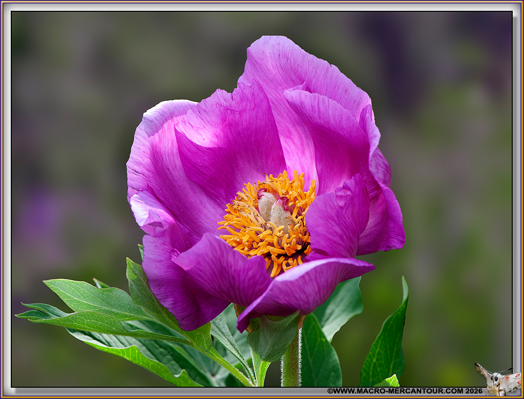 Pivoines